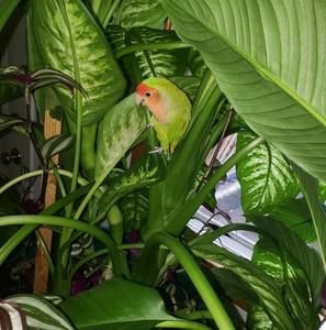 Meet your Posher, Irma